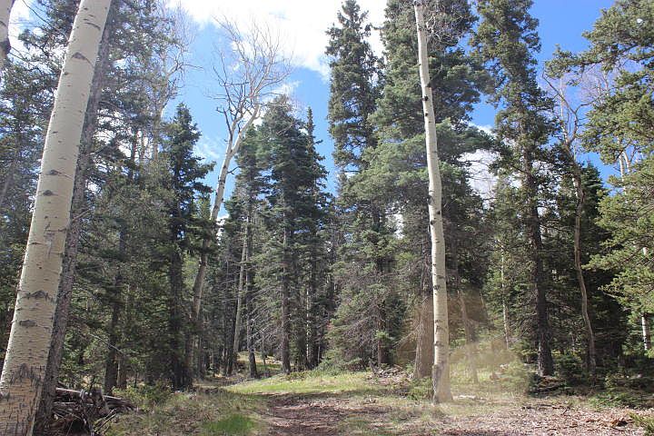 2nd image of Lots 473 And  474 Forbes Wagon Creek Ranch