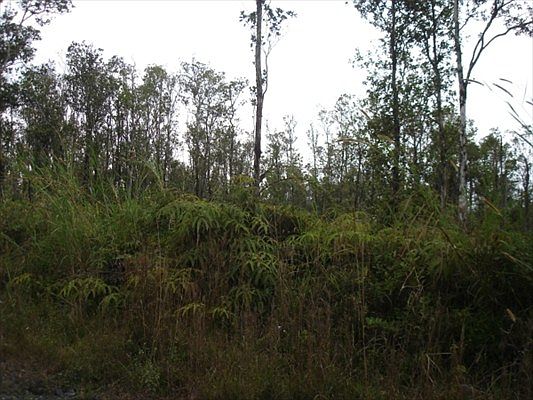 2nd image of Jungle King Lot 78