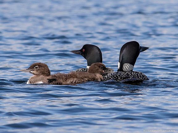 Many loon families