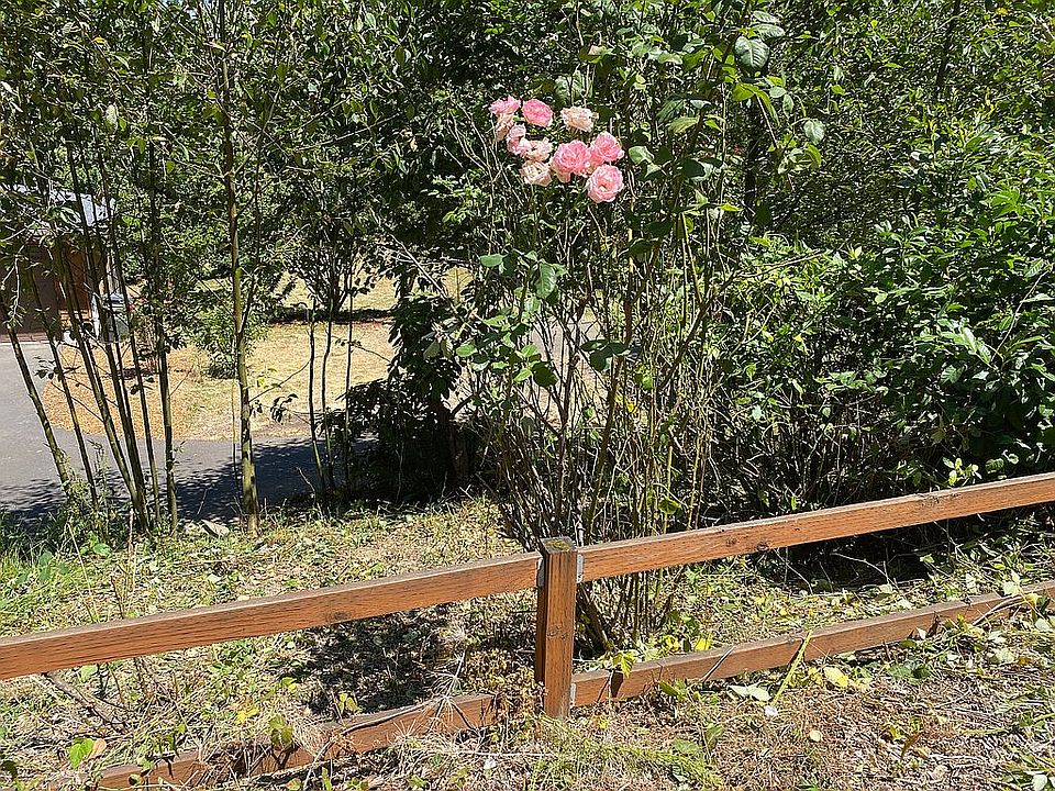 Roadside View