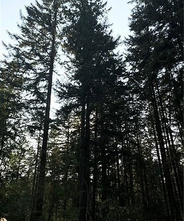 All evergreens on lot