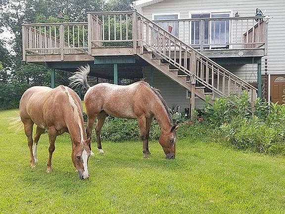 Set Up for Spoiled Horses