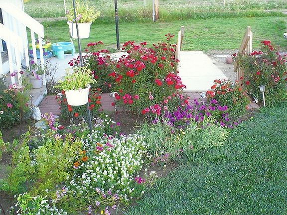 Beautiful perennial flowers!