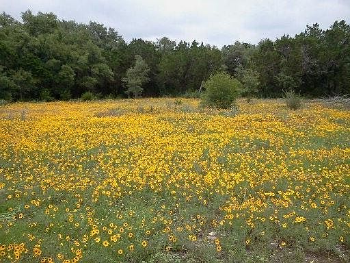 Spring wild flowers