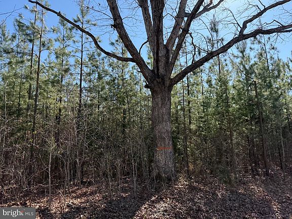 2nd image of 2A Sanders Creek Rd