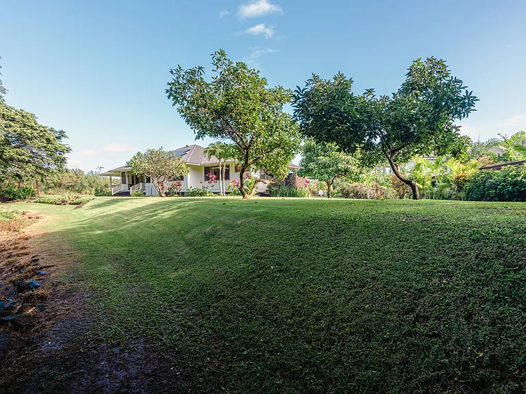 Picture of Avocado Trees, looking from Waikomo Stream up toward the back left side of the home