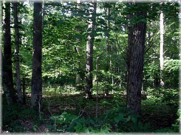 4th image of 0 Wildlife Trl #298