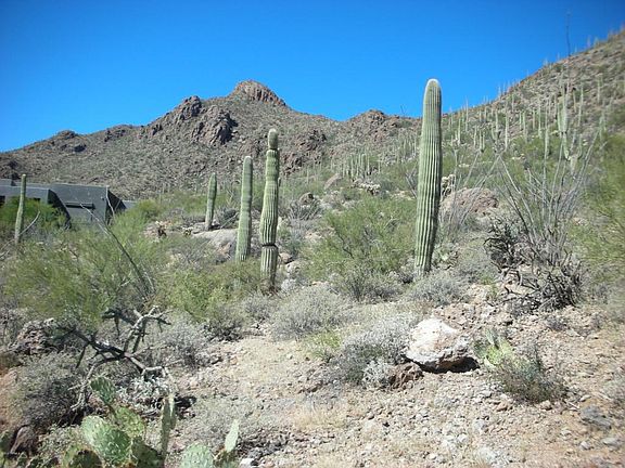 5th image of 1971 N Box Canyon Pl