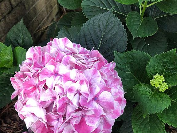 Hydrangea