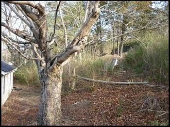 2nd image of 105 Cedar Ave