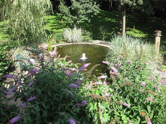 Koi Pond