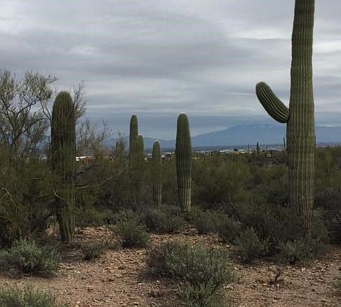 5th image of 4905 W Jojoba Dr