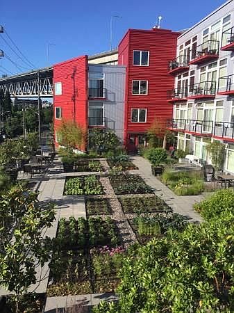 Lush Organic roof top garden - Free Veggies and Herbs!