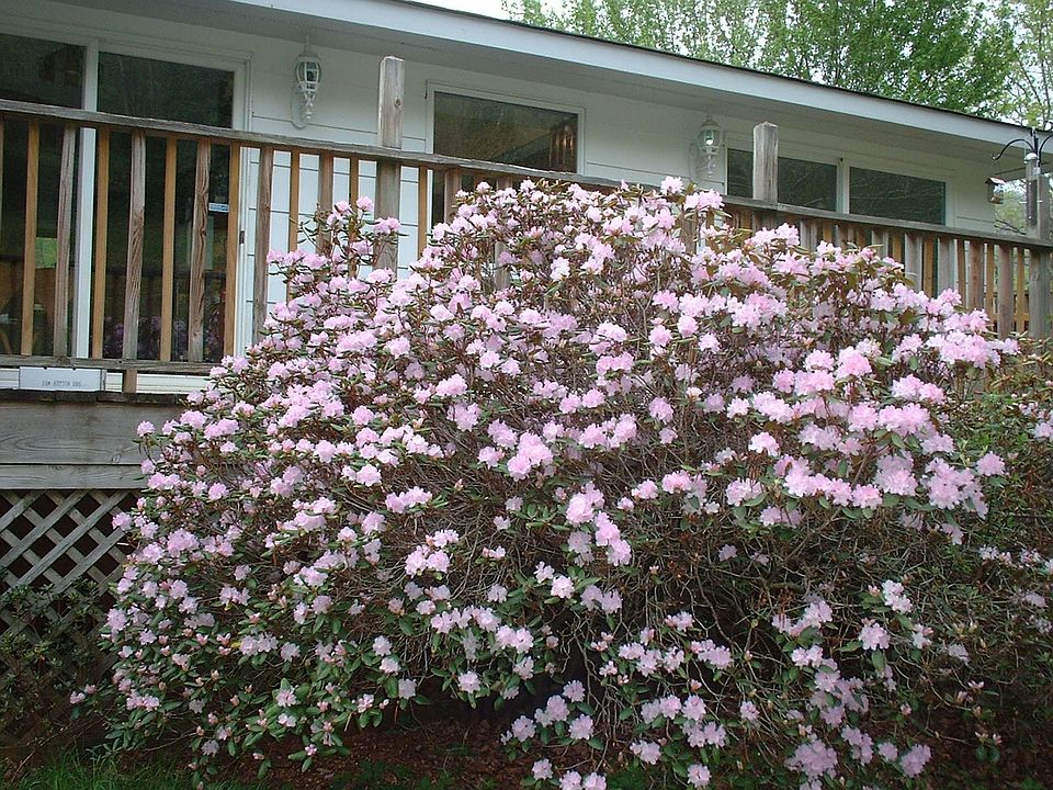 Back of the house, springtime