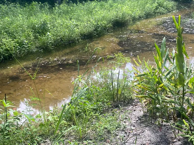 Backyard creek