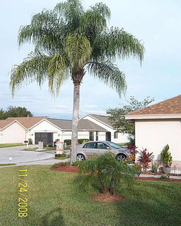 Palm view