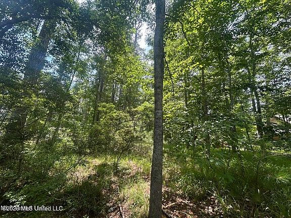 4th image of 0 Pine Tree Rd