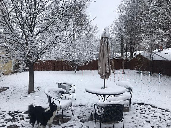 Fenced back yard