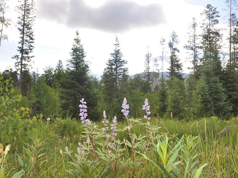 1st image of 515 Forest Trl