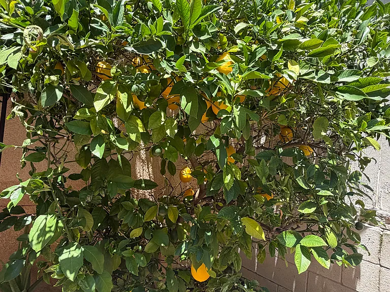 25 Santa Monica St — Photo 28