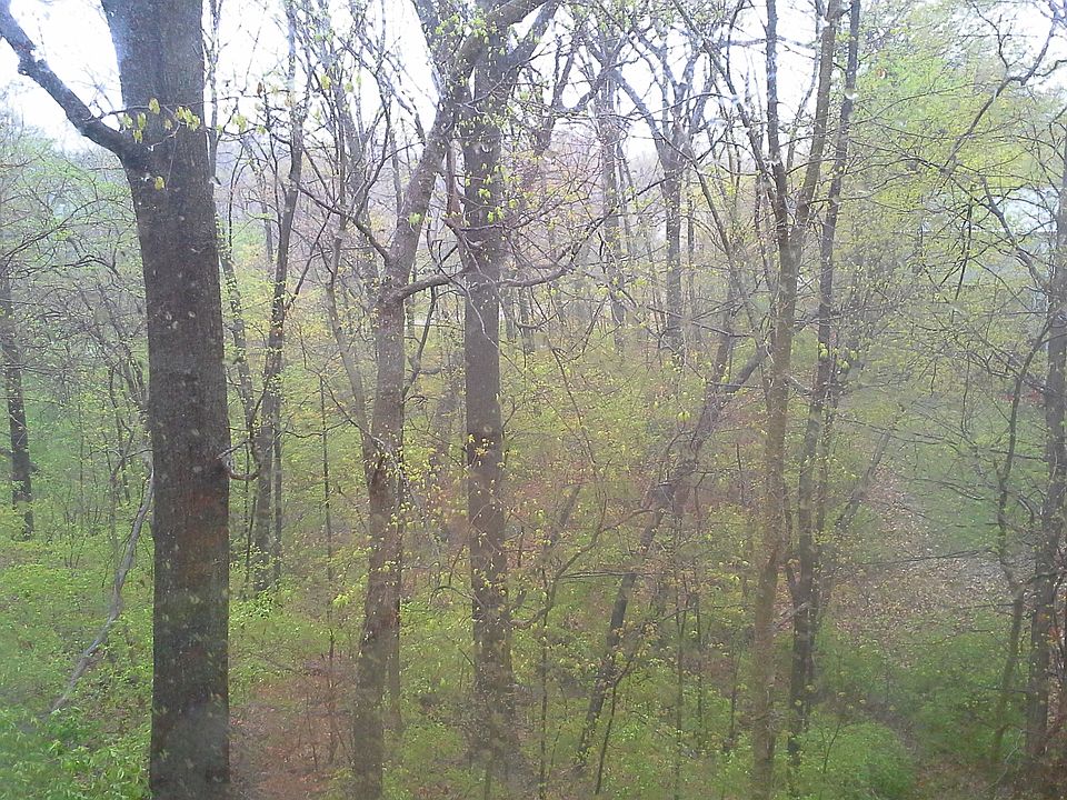 View from back deck