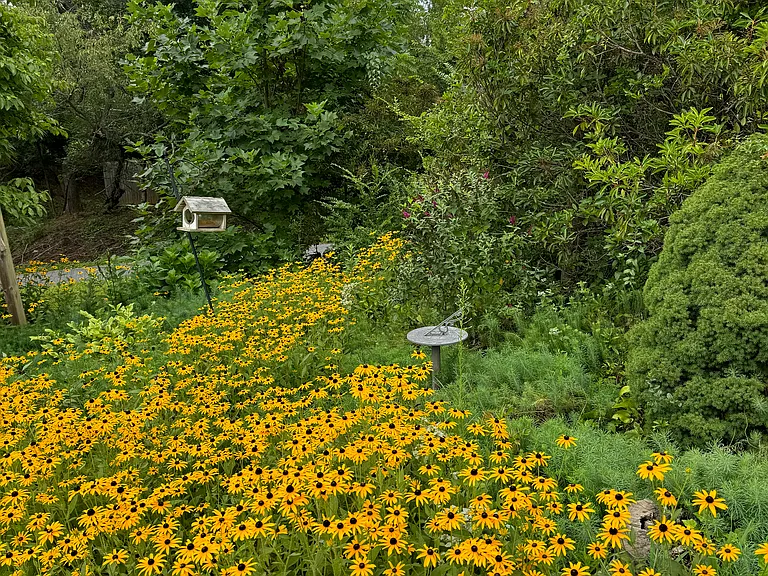 Large garden with many flowers and trees. Blooms change with the seasons!