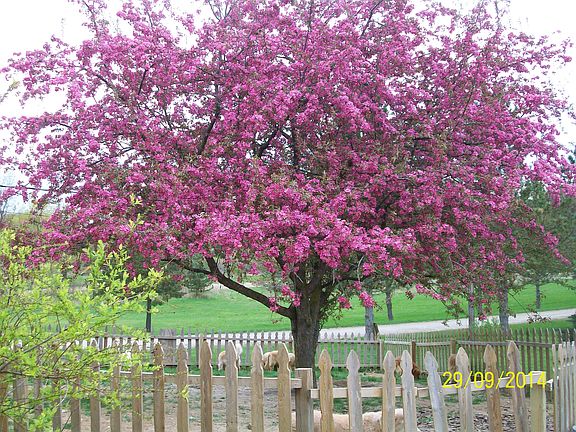 in front yard