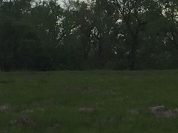 Trees by Mill Creek