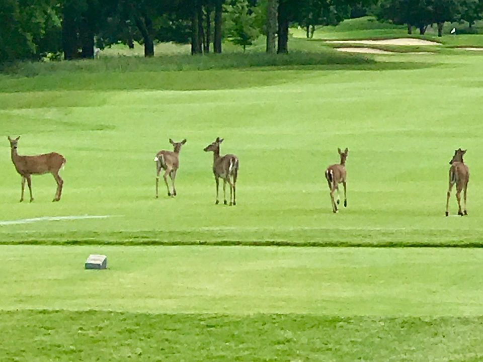 Amazing golf course and wildlife!