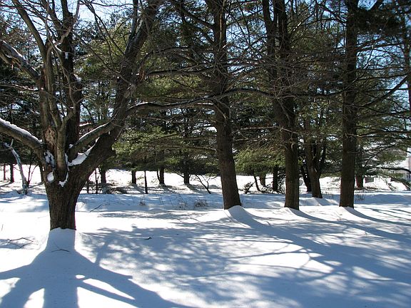 rear yard