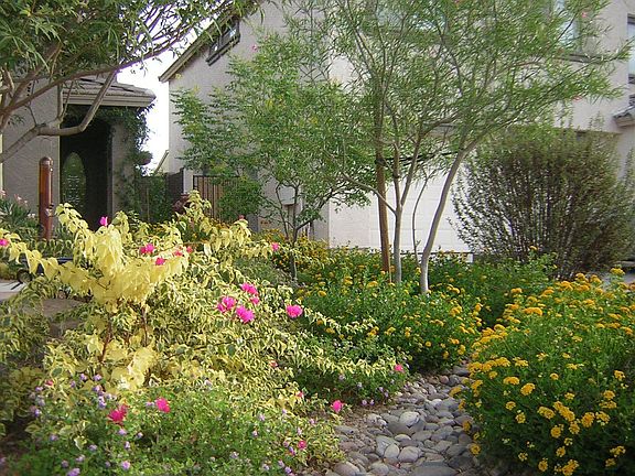 Front Yard