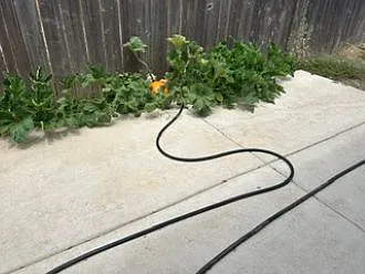 Extended patio off dining area with a pumpkin plant
