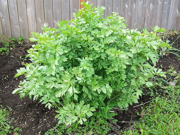 Fig Tree, also has grapes, plums. 