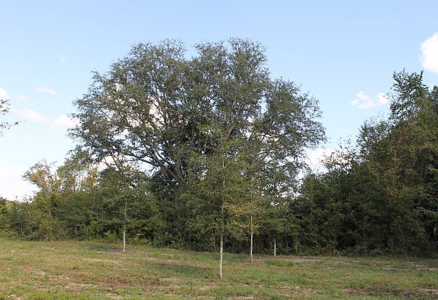 1st image of 00 NE County Road 337