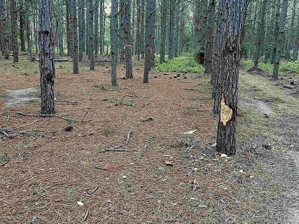 0 Wagener Rd Wagener, SC, 29164 Apartments for Rent Zillow