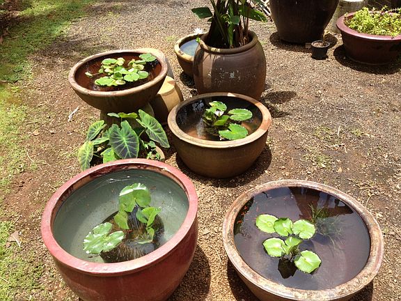 Waterpots with lilies and goldfish