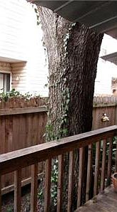 3rd image of 5602 Woodrow Ave APT 103