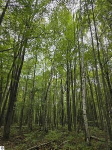 S Chippewa St, Mount Pleasant, MI, 48858