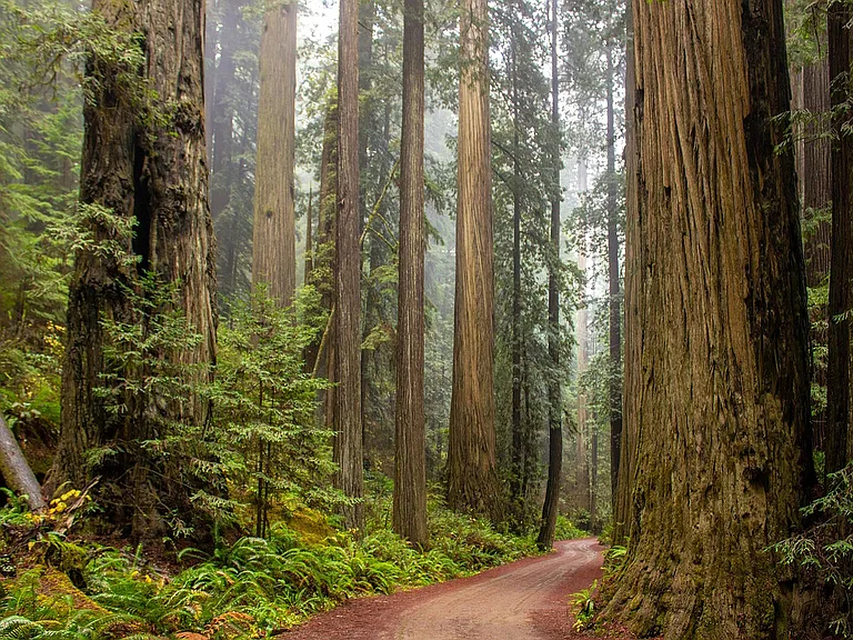 Explore Marin's Redwoods | Summit at Sausalito Apartments