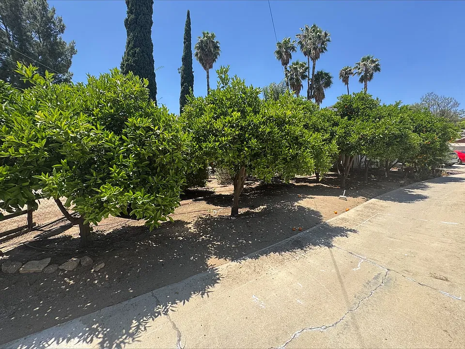 Fruit Trees