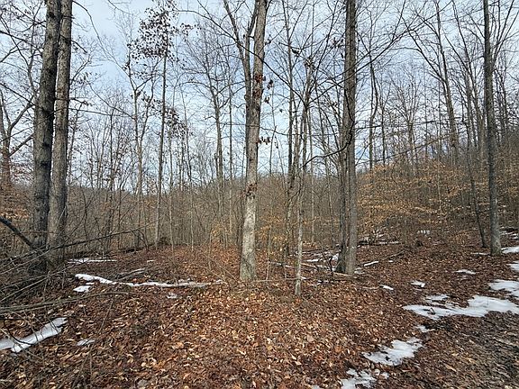 The wooded forest area in the east part of the property