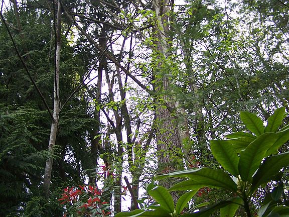 The forest canopy