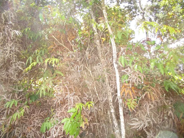 Nahelenani St Lot 53-B-369, Volcano, HI 96785