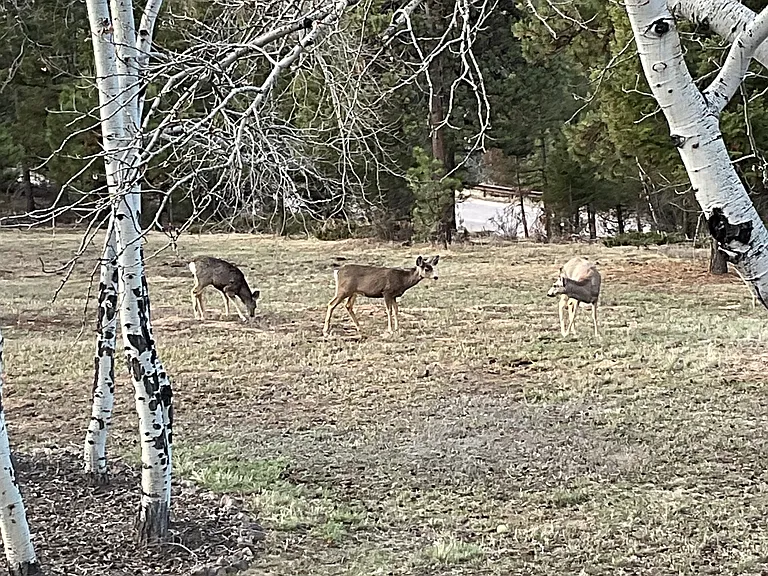 These deer are regularly in the yard.