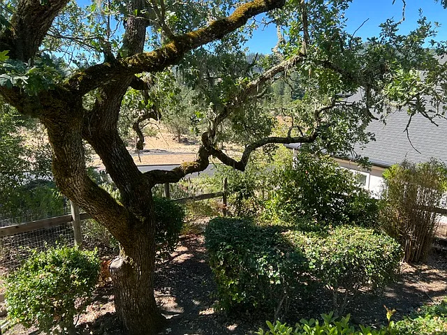 Beautiful views of majestic oaks from your windows