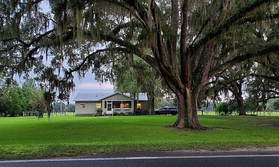 Giant 100+ year old oak tree