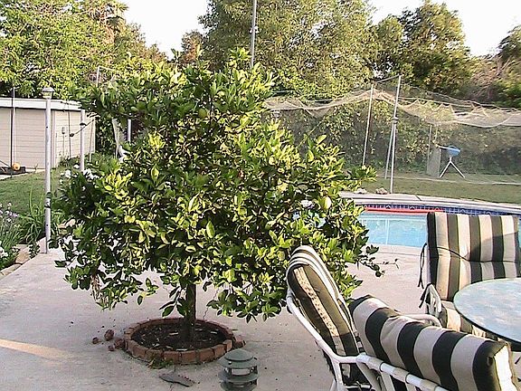 Fresh Limes Available Poolside