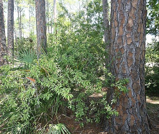 Yellow plums in pine grove