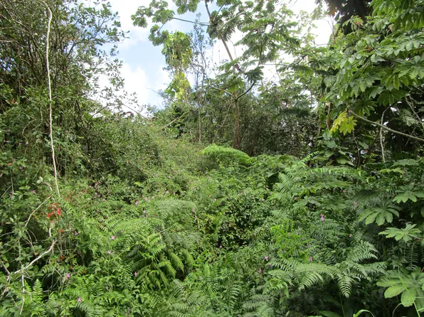 Flower Rd Lot 349, Pahoa, HI 96778