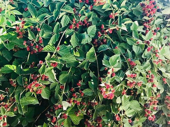 Lots of blackberries 
